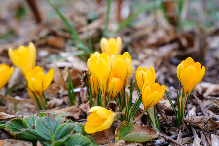 beautiful spring flowers yellow crocuses. selective focus, macro photoの写真素材
