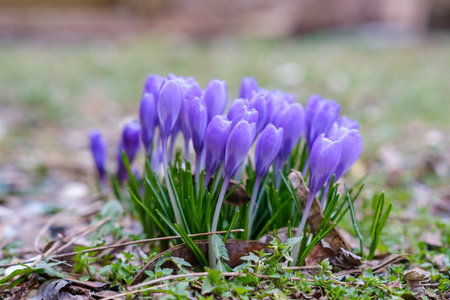 Crocus spring flowers close-up move colorfulの写真素材