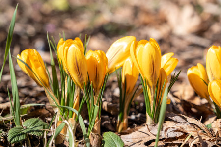 beautiful spring flowers yellow crocuses. selective focus, macro photoの写真素材