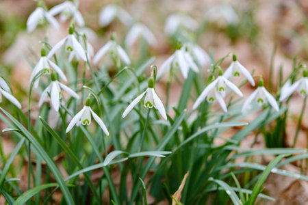 Snowdrop spring flowers. Delicate Snowdrop flower is one of the spring symbols telling us winter is leaving and we have warmer times ahead.の写真素材