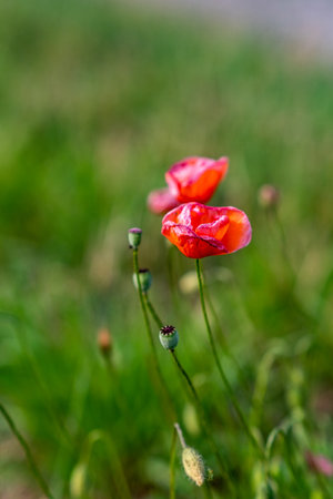 Field of red poppies in bright evening light. Poppies in the field at sunset.の写真素材