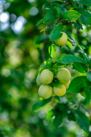 Ripe yellow plums on a tree in a garden. Plum tree.Selective focus.の写真素材
