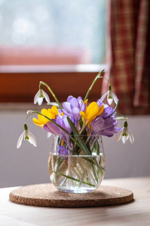 Bouquet of purple crocus in vase. Spring flowers in a vase.の写真素材