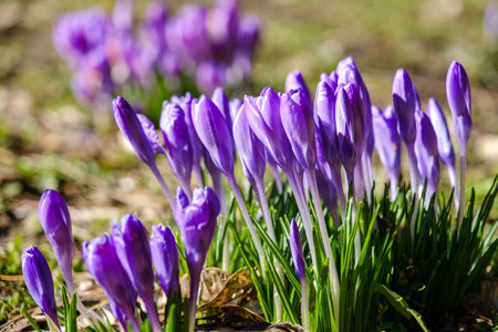 Crocus spring flowers close-up move colorfulの写真素材