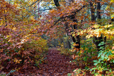 Autumn in the forestの写真素材
