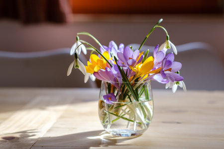 Bouquet of purple crocus in vase. Spring flowers in a vase.の写真素材