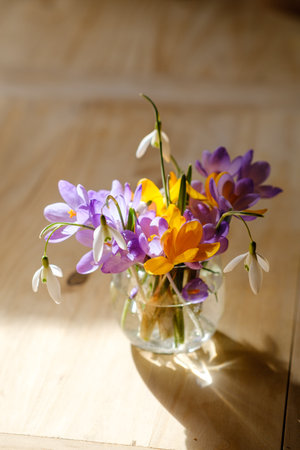 Bouquet of purple crocus in vase. Spring flowers in a vase.の写真素材