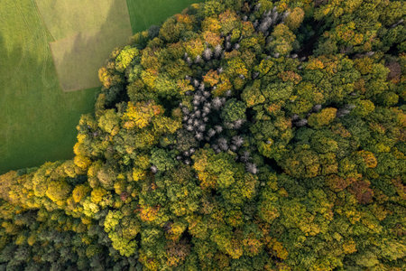 Top down autumn wood. Nature beautiful background. Aerial top view of autumn forest with colorful trees.の写真素材