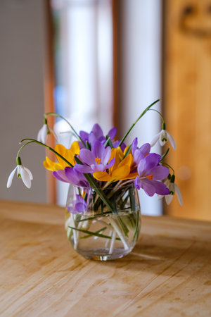 Bouquet of purple crocus in vase. Spring flowers in a vase.の写真素材