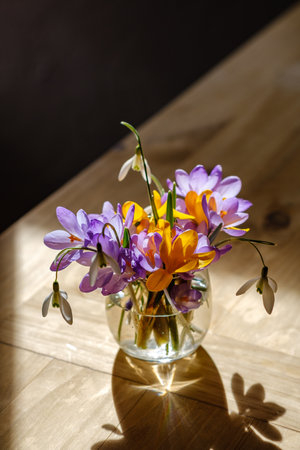 Bouquet of purple crocus in vase. Spring flowers in a vase.の写真素材