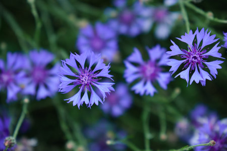 A lot of blue flowers as a background. Wild blue flowers and grass closeup.の写真素材