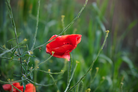 Bright red poppies on a green background in sunny weatherの写真素材