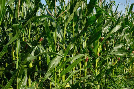 Corn field close up. Selective focus. Green Maize Corn Field Plantation in Summer Agricultural Season.の写真素材