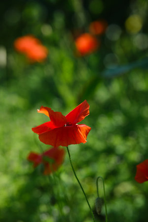 Bright red poppies on a green background in sunny weatherの写真素材