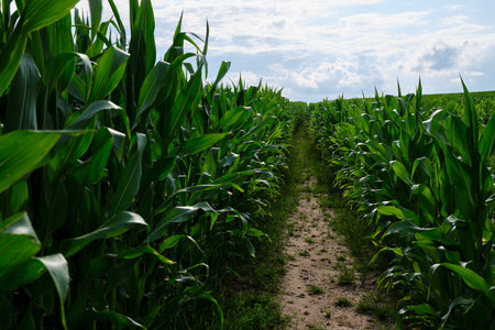 Green corn field with corn cobs. Corn green field.
