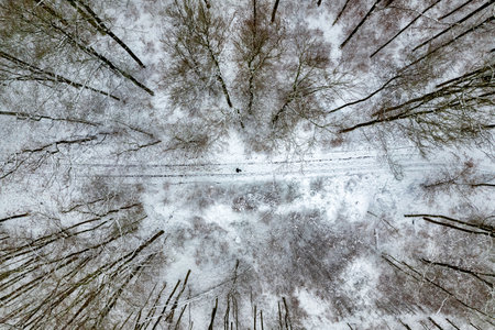 A snowy forest with trees covered in snow. The trees are bare and the snow is deep. The sky is clear and the sun is shining. Top view.の写真素材