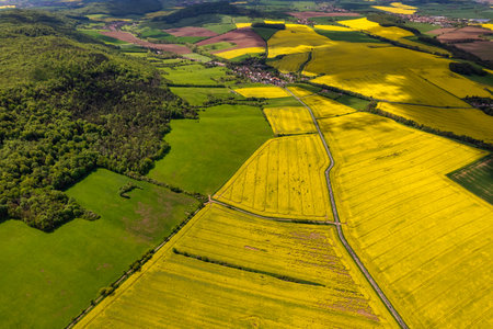 Top view of rapeseed fields. Yellow rapeseed field with stripes and abstract landscape. Germany.の写真素材