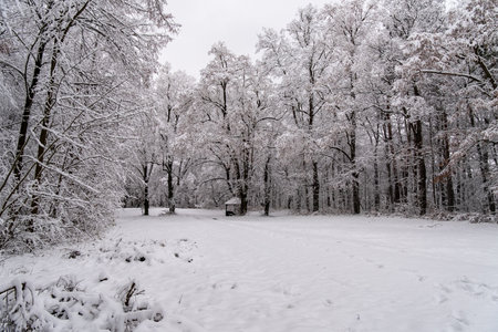 A snowy forest with trees covered in snow. The trees are bare and the snow is deep. The scene is peaceful and serene.の写真素材