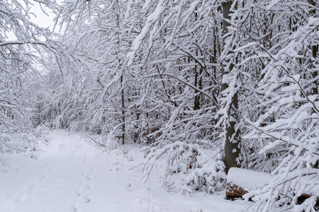 A snowy forest with trees covered in snow. The trees are bare and the snow is deep. The scene is peaceful and serene. Germany.の写真素材
