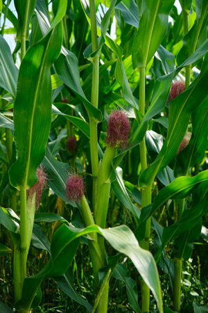 Corn field close up. Selective focus. Green Maize Corn Field Plantation in Summer Agricultural Season.の写真素材