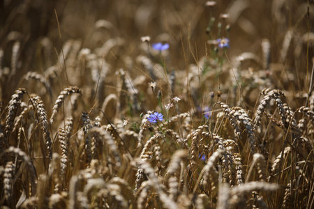 Wild pea blossom blue flowers braiding ripe wheat ear, natural background. Ripe wheat and wild flowers close-up.の写真素材