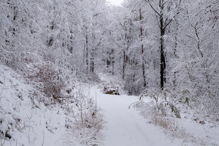 A snowy forest with trees covered in snow. The trees are bare and the snow is deep. The scene is peaceful and serene.の写真素材