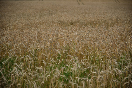 Ears of golden wheat over sunset sky. Close up beauty nature field background with sun flare. Germany.の写真素材