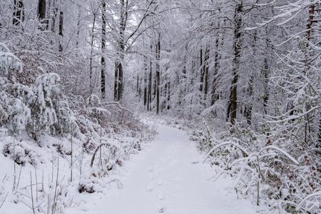 A snowy forest with trees covered in snow. The trees are bare and the snow is deep. The scene is peaceful and serene. Germany.の写真素材