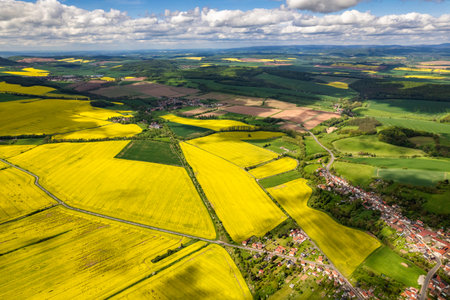 Top view of rapeseed fields. Yellow rapeseed field with stripes and abstract landscape. Germany.の写真素材