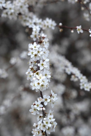 Delicate and Beautiful White Blossoms Gracefully Adorn Branches During the Spring Bloomの写真素材