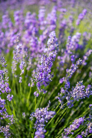 Beautiful image of lavender field over summer sunrise landscape. Blooming lavender field close-up.の写真素材