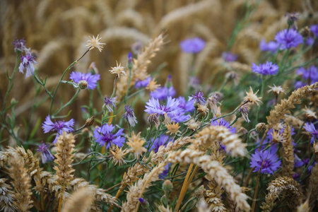 A Beautiful Field of Wildflowers Nestled Among Tall Wheat Stalks in the Sunlightの写真素材