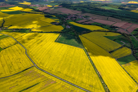 Top view of rapeseed fields. Yellow rapeseed field with stripes and abstract landscape. Germany.の写真素材