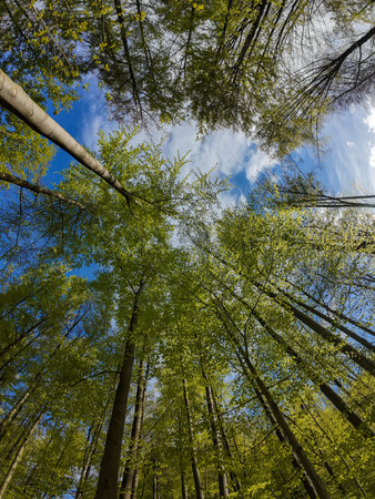 Trees in forest against the blue sky dotted with white clouds.