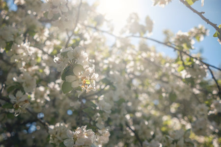 A closeup of delicate white flowers illuminated by bright sunlight, showing the essence of vibrant spring.の写真素材