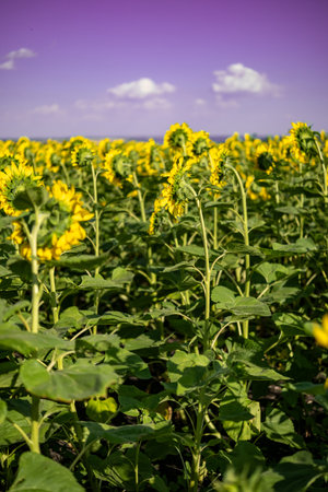 A close-up of a blooming sunflower in a vast sunflower field. Sunflowers field close view.の写真素材