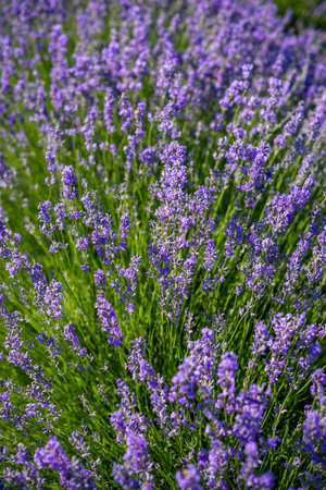 Beautiful image of lavender field over summer sunrise landscape. Blooming lavender field close-up.の写真素材