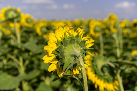 A close-up of a blooming sunflower in a vast sunflower field. Sunflowers field close view.の写真素材