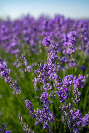Beautiful image of lavender field over summer sunrise landscape. Blooming lavender field close-up.の写真素材