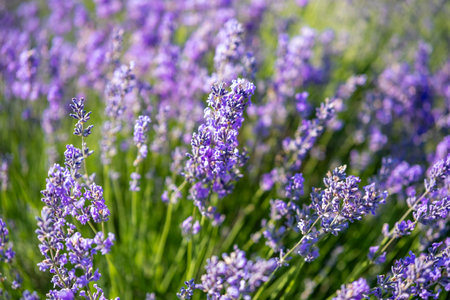 Beautiful image of lavender field over summer sunrise landscape. Blooming lavender field close-up.の写真素材