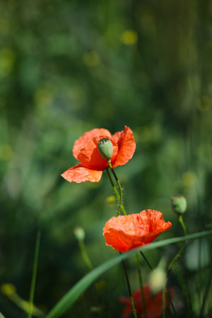 Bright red poppies on a green background in sunny weatherの写真素材