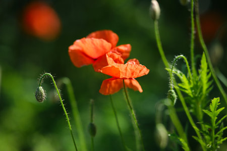 Bright red poppies on a green background in sunny weatherの写真素材