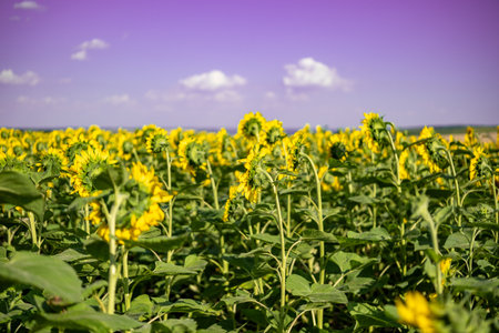 A close-up of a blooming sunflower in a vast sunflower field. Sunflowers field close view.の写真素材