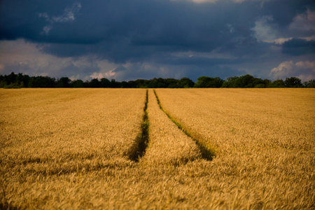 An expansive wheat field stretches out with a winding path leading to the horizon beneath the moody clouds overheadの写真素材