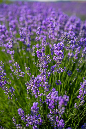 Beautiful image of lavender field over summer sunrise landscape. Blooming lavender field close-up.の写真素材