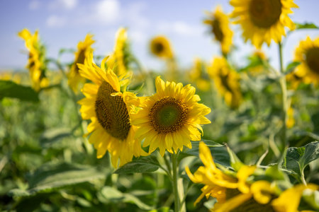 A close-up of a blooming sunflower in a vast sunflower field. Sunflowers field close view.の写真素材