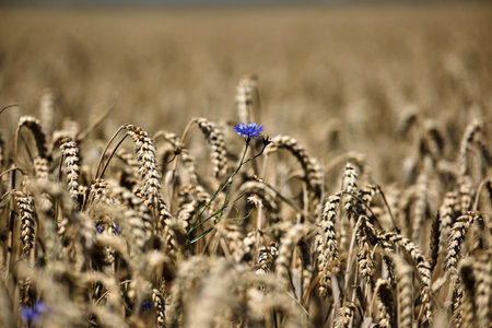 A colorful mix of purple wildflowers blooms in golden wheat fields, capturing the essence of natures beautyの写真素材