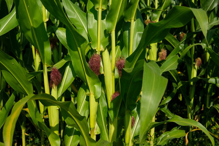 Corn field close up. Selective focus. Green Maize Corn Field Plantation in Summer Agricultural Season.の写真素材