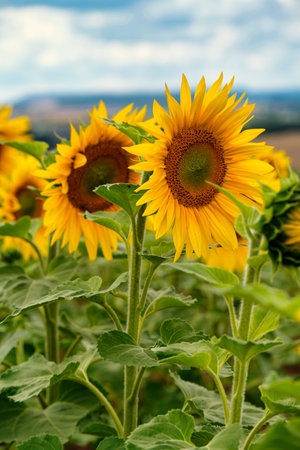 A close-up of a blooming sunflower in a vast sunflower field. Sunflowers field close view.の写真素材