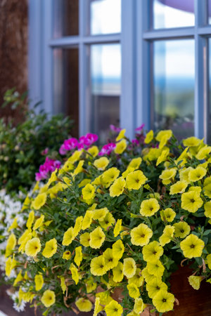 Vibrant flower boxes filled with blooms enhance outdoor beauty, creating a charming and inviting atmosphereの写真素材